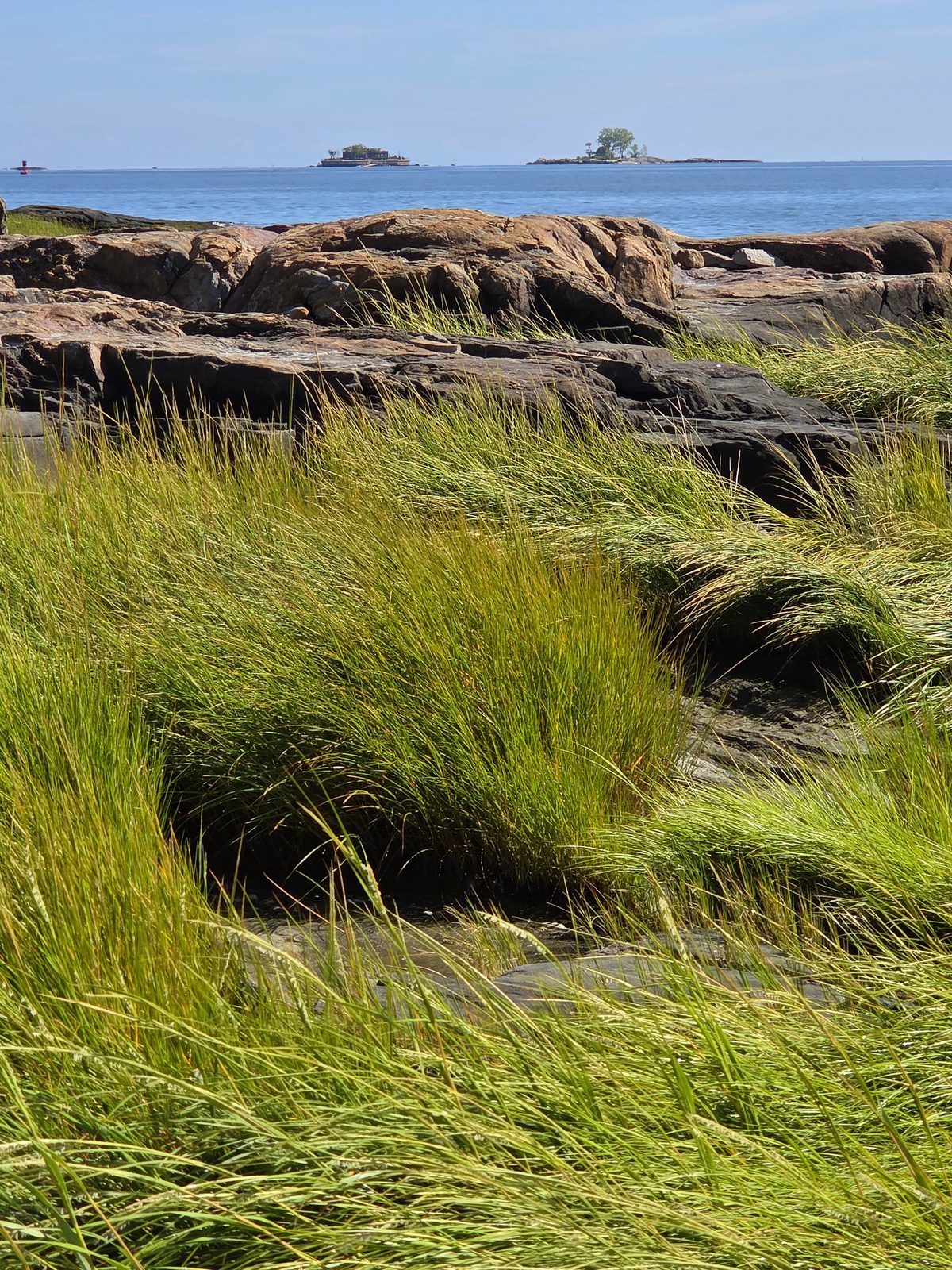 Salt marsh on the Pelham Bay shoreline
